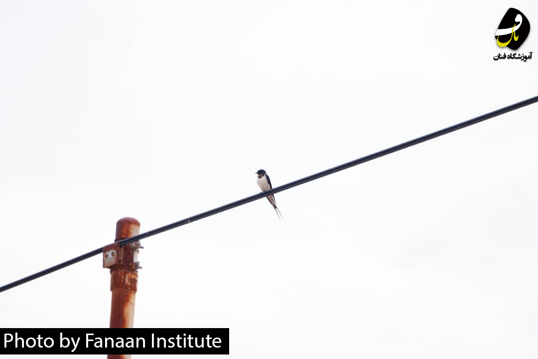 بهترین آموزشگاه عکاسی شیراز